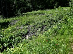 Erigeron pulchellus pulchellus