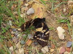 Papilio cacicus cacicus