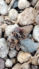 Protaetia fusca