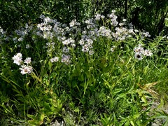 Erigeron pulchellus pulchellus