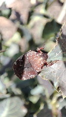 Protaetia fusca