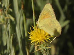 Colias lesbia