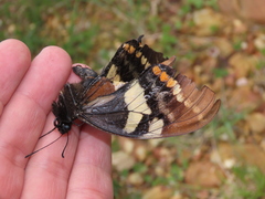 Papilio cacicus cacicus
