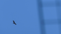 Rupornis magnirostris