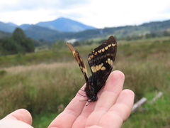Papilio cacicus cacicus