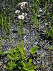 Erigeron pulchellus pulchellus