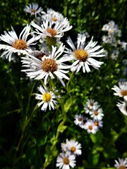 Erigeron pulchellus pulchellus