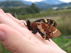 Papilio cacicus cacicus