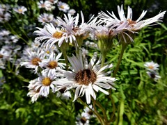 Erigeron pulchellus pulchellus