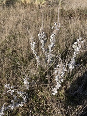 Artemisia pycnocephala