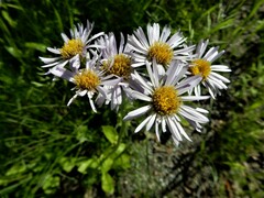 Erigeron pulchellus pulchellus