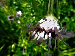 Erigeron pulchellus pulchellus