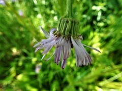 Erigeron pulchellus pulchellus