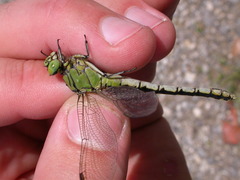 Ophiogomphus cecilia