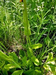 Erigeron pulchellus pulchellus
