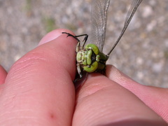 Ophiogomphus cecilia