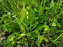 Erigeron pulchellus pulchellus