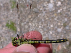 Ophiogomphus cecilia