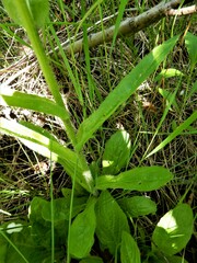Erigeron pulchellus pulchellus