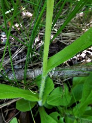 Erigeron pulchellus pulchellus