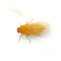 Haplaxius fulvus