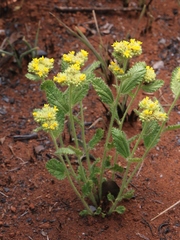 Waltheria communis