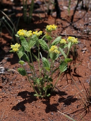 Waltheria communis