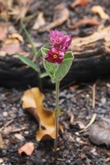 Prestonia erecta