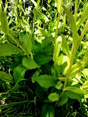Erigeron pulchellus pulchellus