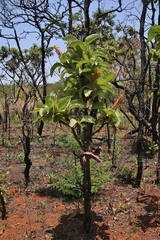 Byrsonima verbascifolia