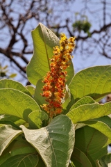 Byrsonima verbascifolia