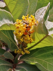 Byrsonima verbascifolia