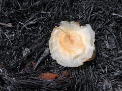 Aspidosperma macrocarpon