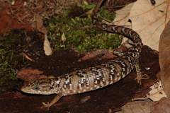 Gerrhonotus infernalis