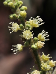 Croton antisyphiliticus