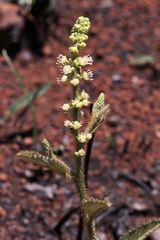 Croton antisyphiliticus