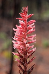 Sacoila lanceolata