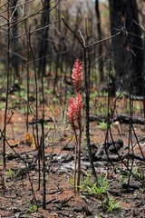 Sacoila lanceolata