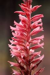 Sacoila lanceolata