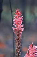Sacoila lanceolata