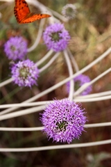 Chresta sphaerocephala