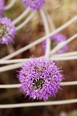 Chresta sphaerocephala