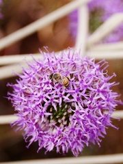 Chresta sphaerocephala