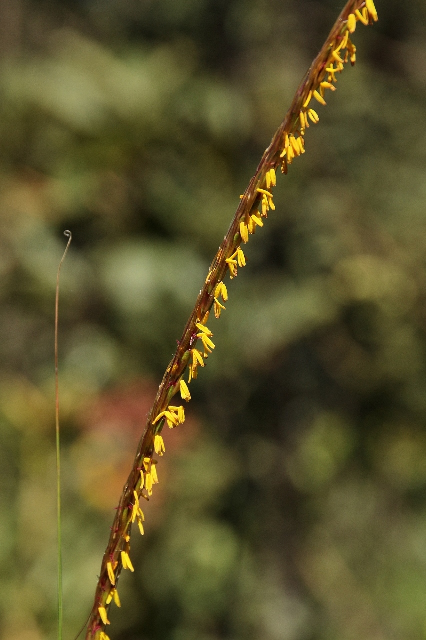 Trachypogon spicatus