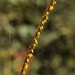 Trachypogon spicatus - Photo (c) Mauricio Mercadante,  זכויות יוצרים חלקיות (CC BY-NC-SA)