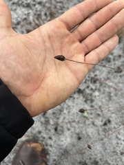 Xyris stenotera