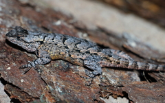 Sceloporus lemosespinali