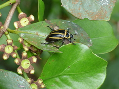 Macraspis cincta