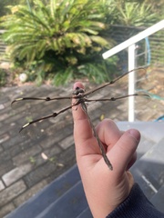 Telephlebia godeffroyi