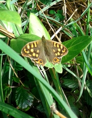 Pararge aegeria aegeria